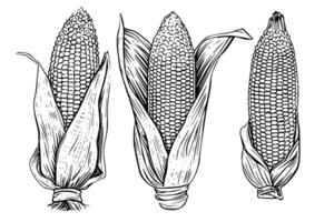 årgång majs illustration ritad för hand träsnitt skiss av majs öra. vektor