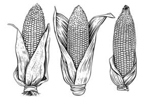 Jahrgang Mais Illustration handgemalt Holzschnitt skizzieren von Mais Ohr. vektor