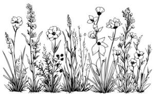 Hand gezeichnet Tinte skizzieren von Wiese wild Blume Landschaft. graviert Stil Illustration. vektor