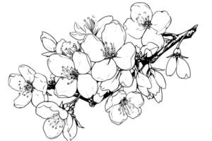 sakura blomma hand dragen bläck skiss. graverat stil illustration. vektor