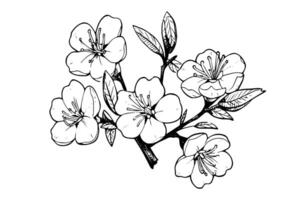 Sakura Blume Hand gezeichnet Tinte skizzieren. graviert Stil Illustration. vektor