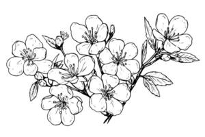 sakura blomma hand dragen bläck skiss. graverat stil illustration. vektor