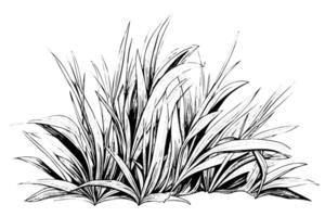Jahrgang handgemalt Gras skizzieren. graviert Stil Pflanze Illustration. vektor
