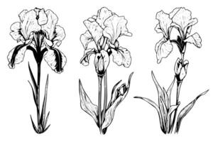 Jahrgang Blumen- Illustration Iris Blumen im Kunst Jugendstil Stil, schwarz Umrisse, vektor