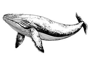 Wal Wasser Tier Hand gezeichnet im skizzieren. Gravur Jahrgang Illustration. vektor
