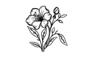 Hand gezeichnet Tinte skizzieren von Wiese wild Blume. graviert Stil Illustration. vektor