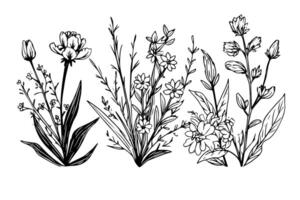 Hand gezeichnet Tinte skizzieren von Wiese wild Blume Satz. graviert Stil Illustration. vektor