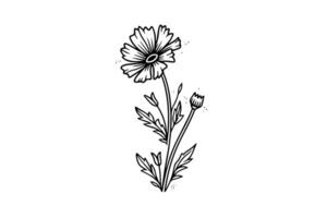 hand dragen bläck skiss av äng vild blomma. graverat stil illustration. vektor