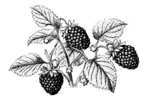 Brombeere Obst Hand gezeichnet Tinte skizzieren. graviert Stil Illustration. vektor