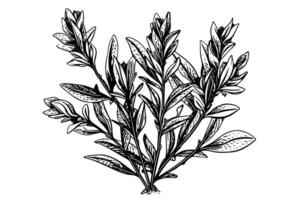 årgång mynta blad skiss botanisk illustration av pepparmynta och grönmynta. vektor