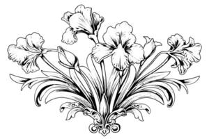 Jahrgang Blumen- Illustration Iris Blumen im Kunst Jugendstil Stil, schwarz Umrisse. vektor