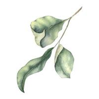 abstrakt grön gren med löv. grönska blad. hand dragen vattenfärg illustration av kvist. för bröllop design, textilier, omslag papper, scrapbooking, kort vektor