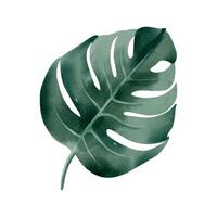 Aquarell tropisch Blatt. exotisch Laub. Blumen- Illustration. Aquarell Urwald vektor