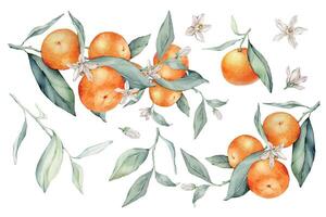 einstellen von Mandarin Geäst mit Grün Blätter und Blume. Hand gezeichnet Mandarinen isoliert Hintergrund. Aquarell Clip Art Illustrationen. Sammlung von Zitrusfrüchte Früchte. Orange botanisch Gemälde vektor