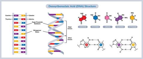 das chemisch Struktur von DNA vektor