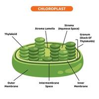 das Struktur von Pflanze Chloroplasten vektor