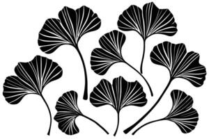 Zeichnung von Ginkgo biloba Pflanze schwarz Silhouette vektor