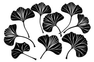 Zeichnung von Ginkgo biloba Pflanze schwarz Silhouette vektor
