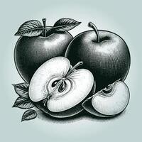 hand dragen äpplen i gravyr stil. efterrätt frukt skivad och hela. vektor