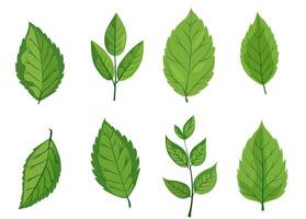 terar åtta annorlunda typer av grön löv. varje blad ställer ut unik former och ven mönster. grafisk är enkel, rena, och vibrerande, idealisk för naturtema mönster och miljövänlig projekt vektor