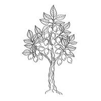 Zitrone Baum graviert Tinte skizzieren auf isoliert Hintergrund. Hand gezeichnet Zitrone Kalk, Italien Pflanze mit Blatt, Frucht. dekorativ Illustration zum Logo, Zeichen, drucken, Papier, Karte, Etikett, Poster, Verpackung vektor