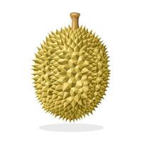 illustration, hela Durian frukt, isolerat på vit bakgrund. vektor