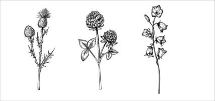 einstellen von Kleeblatt und Glockenblume, Klette Wildblumen. Hand gemalt Wiese Blumen. Grafik Klee isoliert auf Hintergrund. botanisch und Hochzeit Illustration. zum Designer, Einladungen, Dekoration vektor