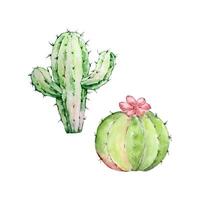 vattenfärg kaktus, öken- mexikansk växter vektor