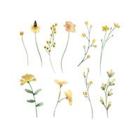 Aquarell Wildblumen, zart botanisch Illustration vektor