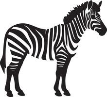 Zebra Silhouette Illustration Weiß Hintergrund vektor