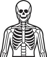Mensch Skelett Illustration isoliert auf Weiß Hintergrund vektor