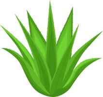 aloe vera design illustrtaion vektor