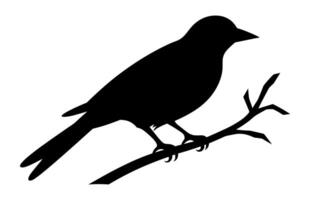 sydlig grå skata fågel silhuett ClipArt, en skata fågel svart silhuett vektor