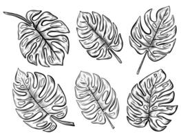 skizzieren Zeichnung von Monstera Blatt einstellen linear auf ein Weiß Hintergrund. Illustration von tropisch Bäume. vektor