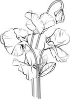 schön botanisch Süss Erbsen Illustration zum Färbung Buch oder Buchseite, Süss Erbsen Blume skizzieren Kunst Hand gezeichnet Strauß von Blumen- isoliert auf Weiß Hintergrund, Blume Cluster Zeichnung vektor