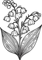 Lilie von das Senke Elemente Sommer- Sammlung, handgemalt Allamanda kathartica Färbung Seiten, skizzieren, Bleistift Kunst Lilie von das Senke Blume, Jahrgang Blumen- Design Wildblumen vektor