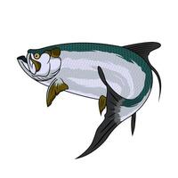 tarpon fiske illustration logotyp bild t skjorta vektor