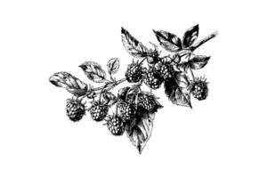svart och vit illustration av björnbär gren vektor