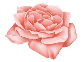 Rose Blume Aquarell Illustration. Blumen- Zeichnung von Rosa Pflanze mit Blütenblätter auf isoliert Hintergrund auf Gruß Karte oder Hochzeit Einladungen. rot Element im zart Pastell- Farben. vektor