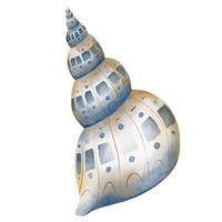 Muschel Aquarell Illustration. Hand gezeichnet skizzieren von Spiral- Meer Schale im Pastell- Blau und Beige Farben. Zeichnung von Strand zum nautisch Design. Herzmuschel zum Symbol oder Logo. Marine Element vektor