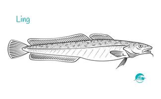 detaljerad hand dragen svart och vit illustration av långa fisk vektor