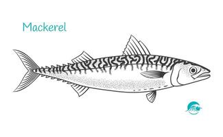 Makrele Fisch detailliert Hand gezeichnet schwarz und Weiß Illustration vektor