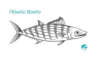 atlantisch bonito detailliert Hand gezeichnet schwarz und Weiß Illustration vektor