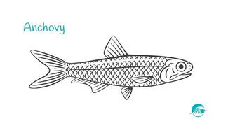 Anschovis Fisch detailliert Hand gezeichnet schwarz und Weiß Illustration vektor