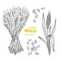 detailliert Hand gezeichnet schwarz und Weiß Illustration von Weizen Samen, Garbe, Ohren und Stroh vektor