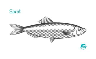 Sprotte Fisch handgemalt Illustration vektor