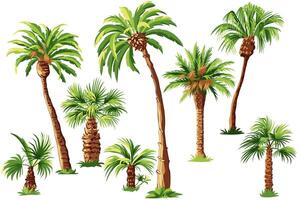 einstellen Palme Bäume isoliert auf Weiß Hintergrund vektor