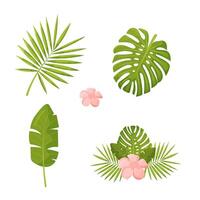 uppsättning av handflatan blad och exotisk växter. grafik av grön djungel och tropikerna. vektor