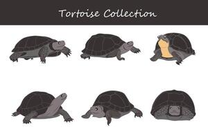 sköldpadda samling. sköldpadda i annorlunda poserar. vektor
