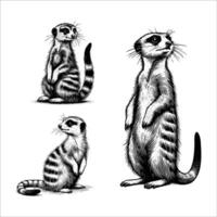 uppsättning av meerkat djur- illustration. svart och vit hand dragen meerkat illustration isolerat vit bakgrund vektor